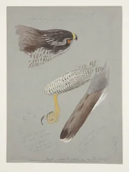 Studies of head, foot and wing of male goshawk, c.1915