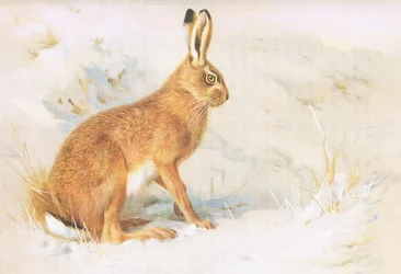 The Common Hare, from Thorburn