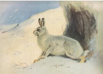 The Mountain Hare in winter, from Thorburn