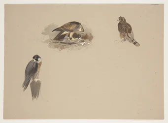 Three small vignettes of peregrine falcon and 2 other birds of prey, c.1915