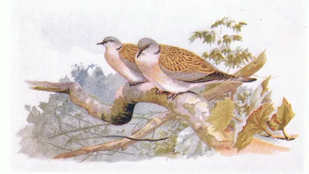 Turtle Dove, from Birds of the British Isles and Their Eggs