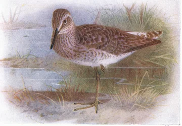Wood Sandpiper, from Birds of the British Isles and Their Eggs