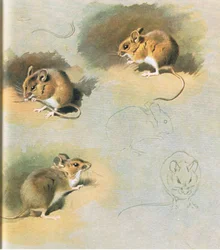 Woodmouse