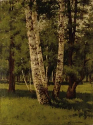 Birch Trees