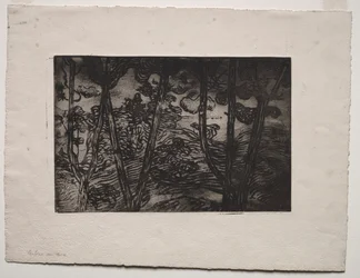 Trees at Night