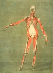 Deeper Muscular System of the Front of the Body, Plate 5 from a Complete Course of Anatomy with Text by Jadelot, Engraved by the Artist, Published 1773