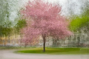 Blurred Pink Spring Tree