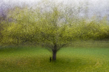 Dreamy Green Tree