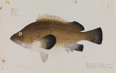 Eastern Wirra, Acanthistius ocellatus