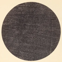 Microphotograph of Traverse Section of Wood Salisburia