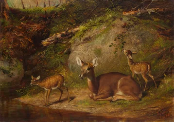 Doe and Two Fawns