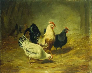 Poultry Feeding