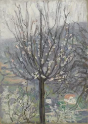 Blossom, Early Morning
