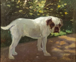 A Bulldog on a Garden Path