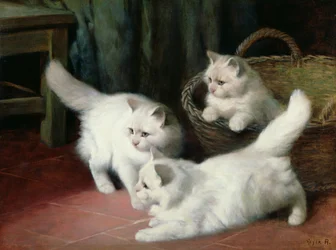 Three White Angora Kittens