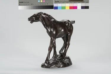 Colt