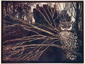 Or a screech owl