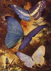 Beautiful Butterflies: Brilliant morphos, etc, of South America