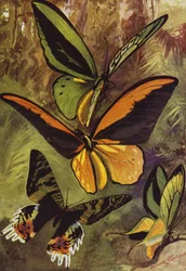 Beautiful Butterflies: Ornithopteras, or bird-wing butterflies, and Urania Rhiphoeus