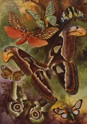 Beautiful Butterflies: The Great Atlas and Various Moths