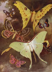 Beautiful Butterflies: Various Moths, with the Most Wonderful Moth in the World, from Madagascar