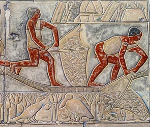 Art Egypt: Fishing at the Exhaustion, Similar to the Mastaba of Mereruka