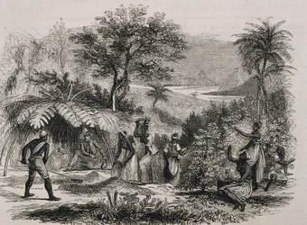 Coffee plantation in Brazil