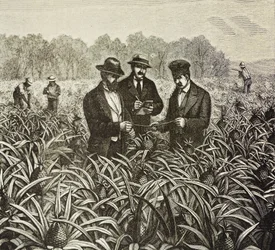 Colonization of the Bahamas (1880). Pineapple planting in New Providence Island. Pineapples were one of the products for export from the port of Nassau.
