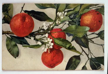 Oranges