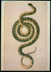 Snake (engraving)