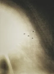 Birds Soaring Sky