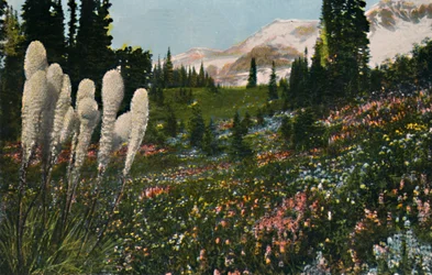 Indian Basket Grass growing in Mount Rainier National Park, c. 1916