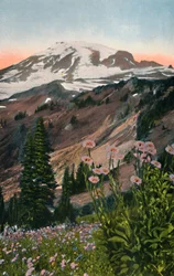 Purple Asters, in Mount Rainier National Park, c1916