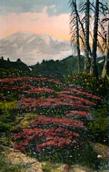 Purple heather growing on Mount Rainier in Mount Rainier National Park, c. 1916
