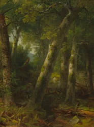 Forest in the Morning Light