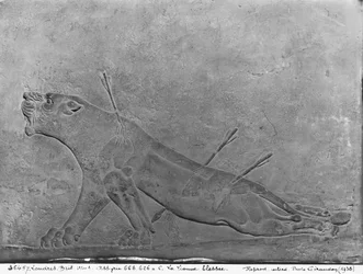 Wounded lioness, detail from a relief panel depicting Ashurbanipal II Killing Lions, from the Palace of Ashurbanipal II, Nimrud, Iraq, Neo-Assyrian, 668-627 BC