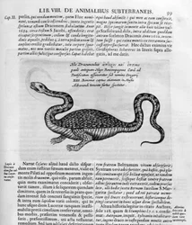 Small Dragon, 1678