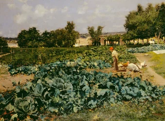 The Cabbage Patch