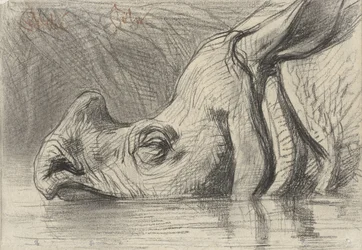 Head of a Rhinoceros, Half Submerged in the Water