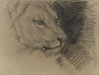 Head of a Lion