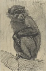Monkey on a Branch