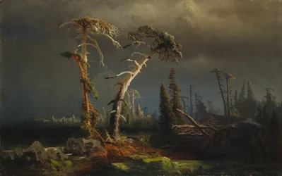 Gathering Storm - Dying Primeval Forest in Storm