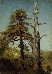 Study of Trees