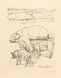 Pigs
