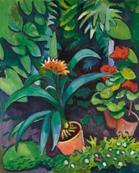 Flowers in the garden, clivia and pelargoniums