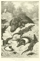 A Brood of Alligators Hatching