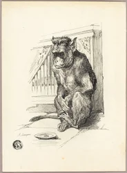 Begging Monkey