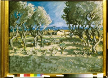 Olive Trees