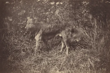 Study of a Dog, late 1870s