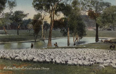 A Fine Flock of Australian Sheep